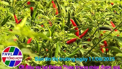 Bản tin thị trường (11/8/2025): Ớt đầu vụ tại Đồng Tháp trúng mùa được giá