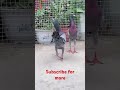 Fancy Kabootar #pigeonlove #pigeon #pigeonlaver #fancypigeon #kabutar #fancyanimal #kabootarloft05