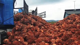 Palm Oil  Harvesting Machine | Modern Oil Palm Harvesting Process | How Palm Oil Is Made In Factory by kidsgametv 331 views 1 year ago 9 minutes, 18 seconds