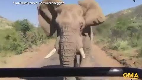 Arnold Schwarzenegger Chased by Elephant