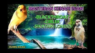 MASTERAN KENARI ISIAN BLACKTHROAT CIBLEK SIKATAN LONDO