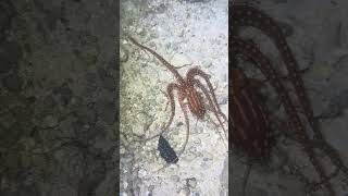 Activities at the Ritz Carlton Oahu Turtle Bay - Night Snorkeling
