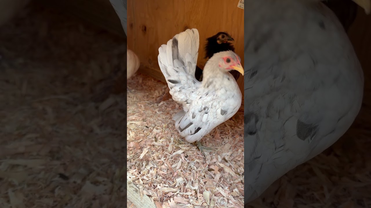 New colors to add. Let’s see what we produce. 