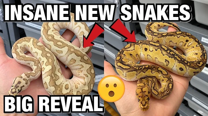 15 INSANE NEW SNAKES!! $$$ EPIC NEW PROJECTS! $$$! | BALL PYTHONS #REPTILES #BALLPYTHONS #SNAKES