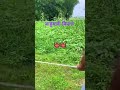 बाहुबली कितने ताकत लगा के चित रहे राशि #funny #comedy #surbhi