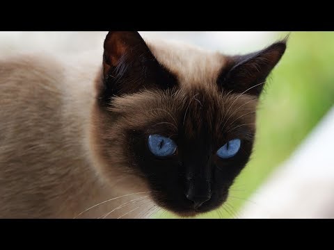 How to Decide if a Siamese Cat Is Right for You - Finding a Siamese Cat