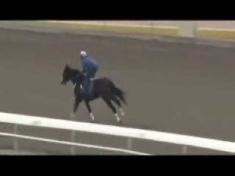 Rachel Alexandra 3-2-2010 WORKOUT