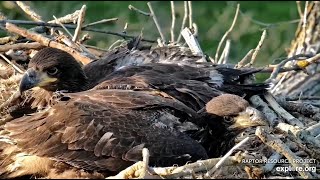 May 11, 2024 DNE Evening: Fast-growing eaglets and their parents