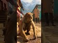 Searching for Reputation  A Monkey’s Question to Humanity #SymbolicStory#SocialSatire#Reputation