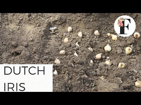 Planting Dwarf Dutch Iris Bulbs - Fall Spring Flowers Cut Flower Farm Gardening for Beginners