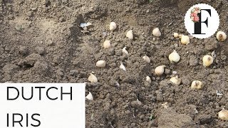 Planting Dwarf Dutch Iris Bulbs - Fall Spring Flowers Cut Flower Farm Gardening for Beginners