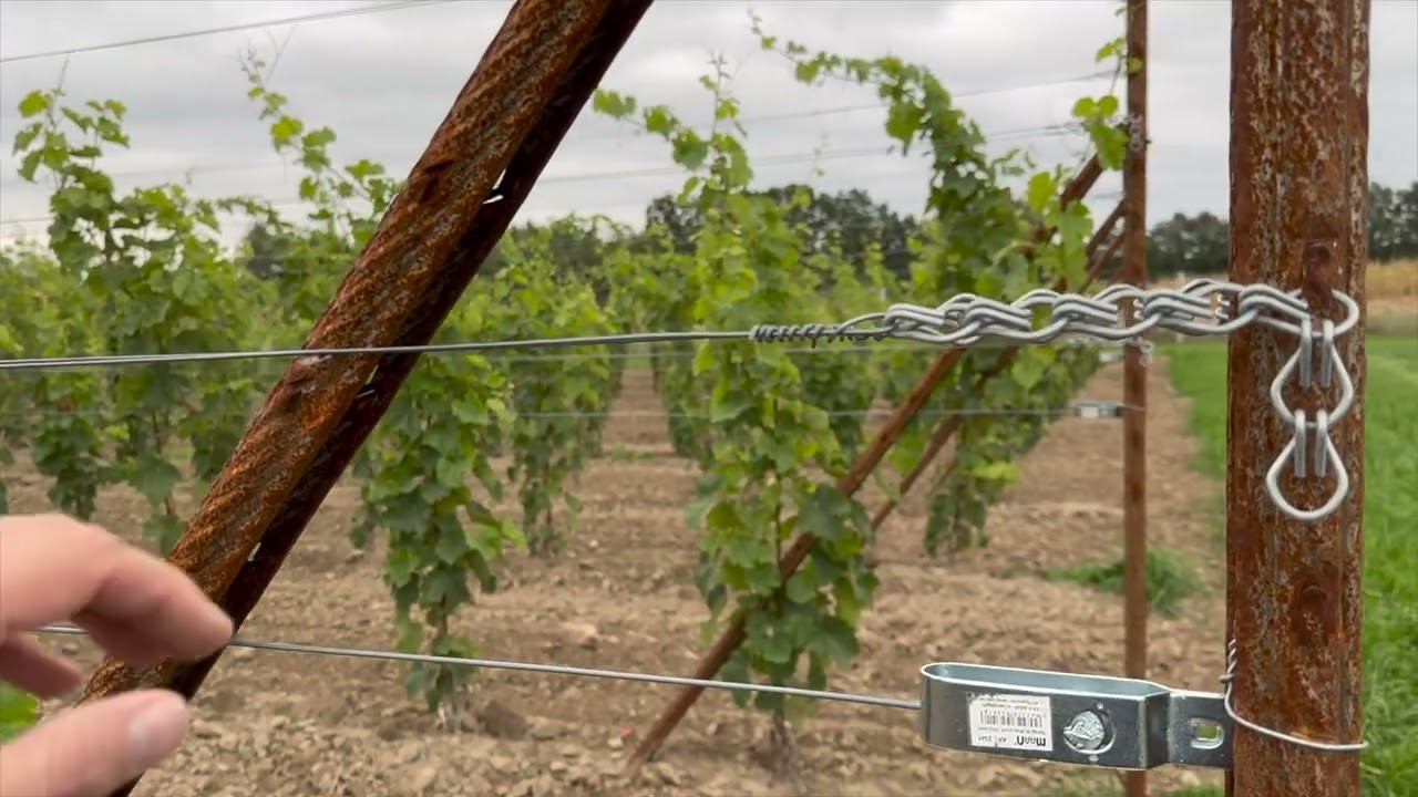 Rozmieszczenie drutów na winnicy