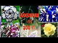 Best Colors Of Adenium Best Desert Rose Collection Part 2