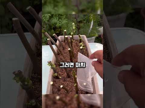 멀쩡한 무화과 나무를 자르는 이유