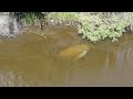 Drone spots manatee and calf in Watson Bayou