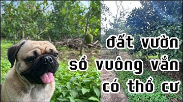 cần bán đất vườn gần 1000m2 có 50 thổ cư khu dân cư đường bê tông ở châu đức bà rịa vũng tàu