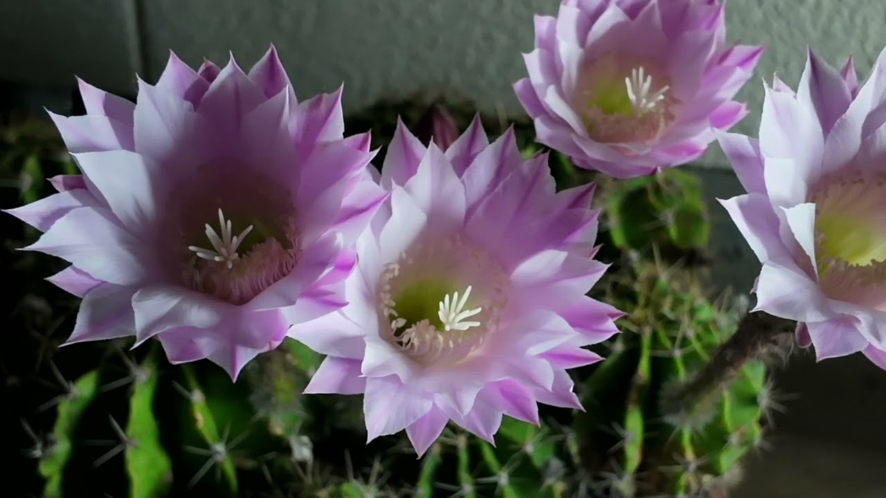 サボテンの花　　　レーザーディスク　　　　rivinBF R8サボテン(長盛丸)の花が咲いた！タイムラプス動画 - YouTube