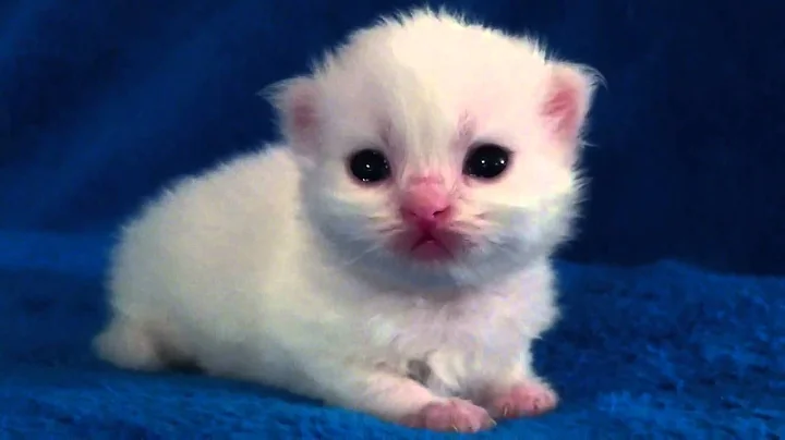 Video 3315051: white male persian kitten, persian kitten doll, persian kitten adoption
