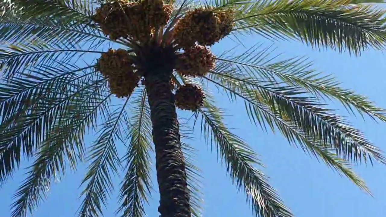 #ارض دونم مع دار100 متر مربع مؤثث ((طابو زراعي - تحويل اسهم)) للبيع في #كربلاء_المقدسة_منطقة_العطيشي