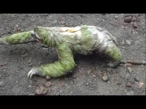 3 toed sloth walking