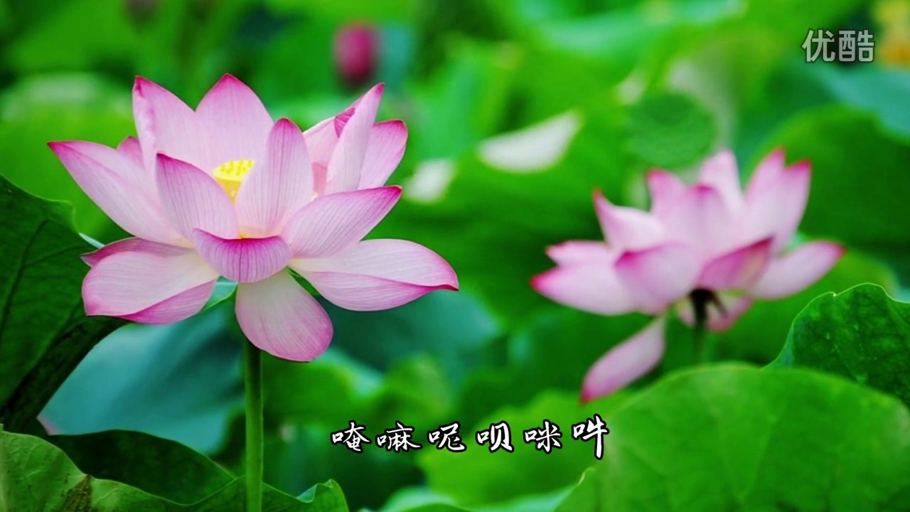 六字大明观世音    印良法师演唱