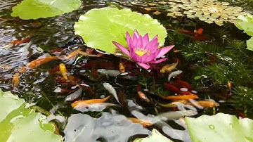 Nuôi cá hồ xi măng 156 - Cho cá bảy màu, cá kiếm, cá trân châu... ăn các loại thức ăn gì?