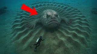 科学者たちが水中に隠れる巨大で謎めいた生物を発見しました！