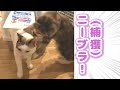 【ニーブラ!】獲物のトイレを邪魔して刈り取る猫【バンビーノ ダンソン!】#Shorts
