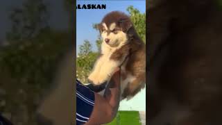 Alaskan Malamute Pup #petsplaza #shortvideo #shorts #shortvideoviral #guarddog #doberman #doberman