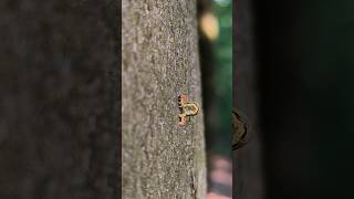 Oddly satisfying movement 🐛 | Pure forest vibes ☀️ #caterpillar #forestlife #macro