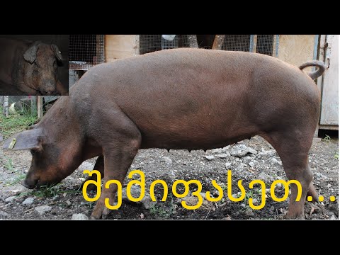 დანიური დიუროკი..........Duroc Pig......Danish Durok...Датский Дурок...