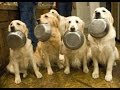 Download Funny Animals - Best Trained & Disciplined Dogs - Funny Dogs Videos Compilation Funny Animals - Best Trained & Disciplined Dogs - Funny Dogs Videos Compilation