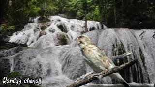 Suara terapi air burung blackthroat jernih dijamin langsung nyaut | cocok juga untuk masteran|