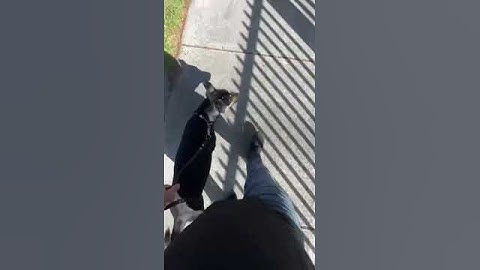 Charlie Working On The Heel Command With His Trainer By Smart Start Puppies