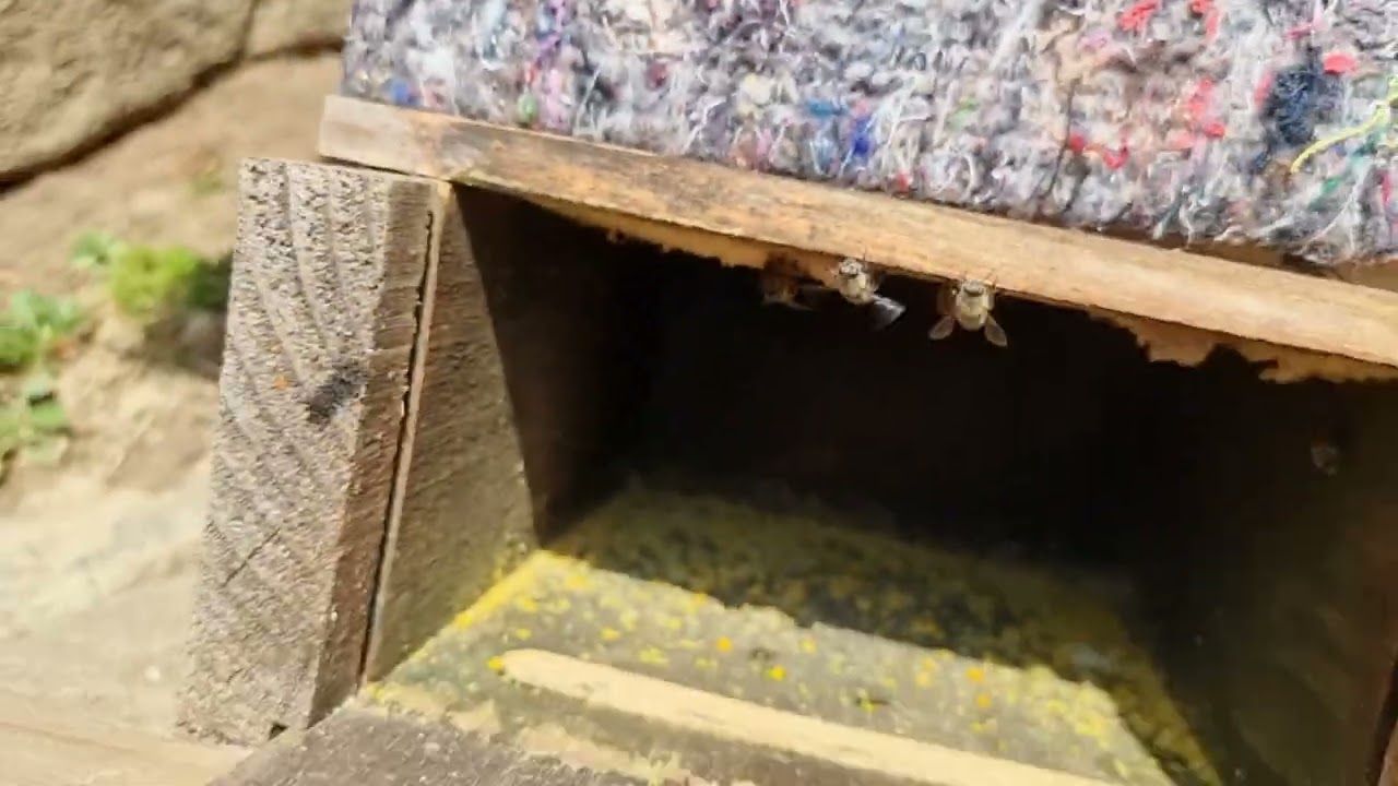 토종벌 낭충봉아 부페병