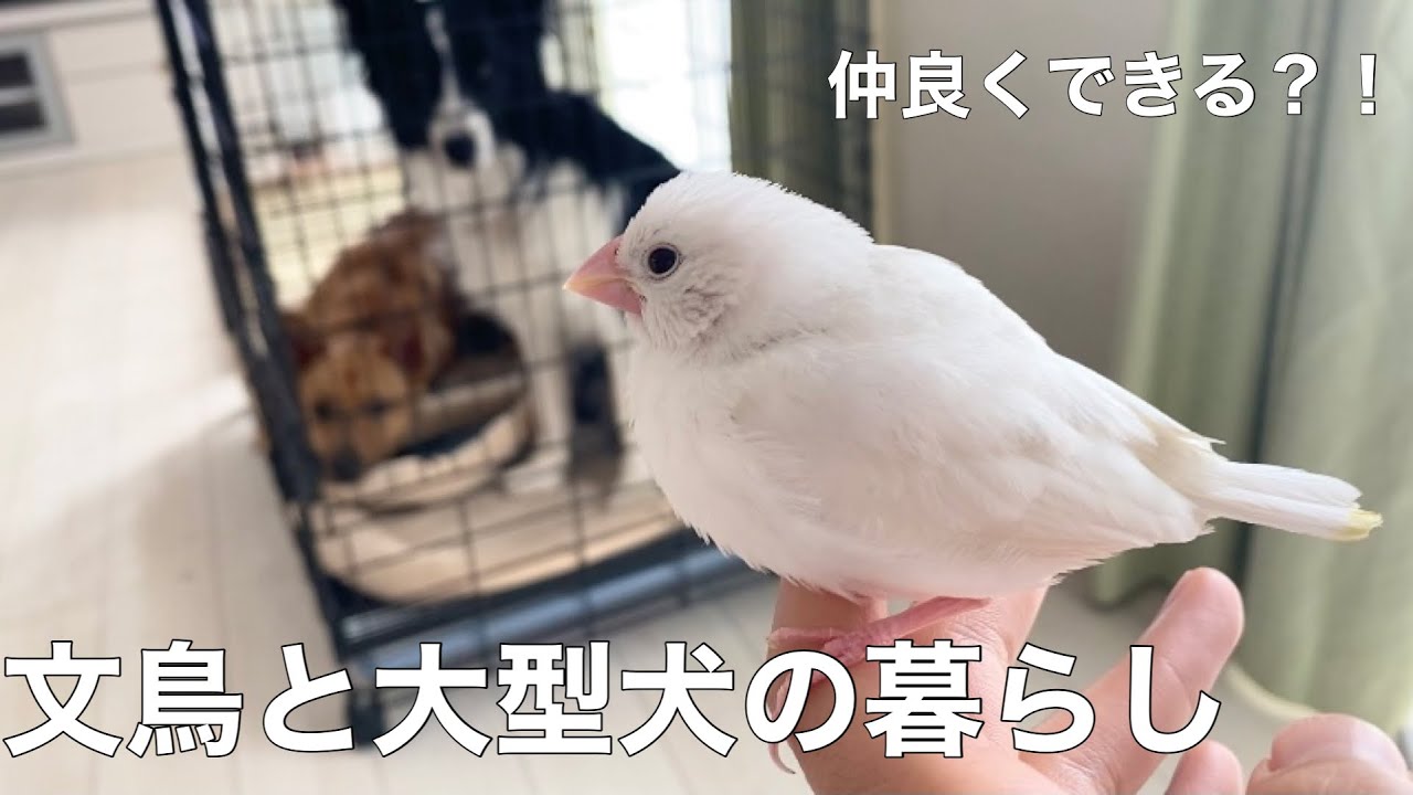 文鳥と大型犬は仲良く暮らせる 多頭飼いの日常をお届けします Youtube 文鳥と大型犬は仲良く暮らせる 多頭飼いの日常をお届けします Youtube
