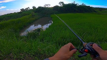 Câu lure cá lóc trên ruộng lúa cá nhỏ táp liên tục.