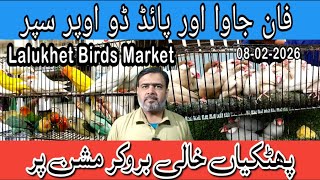 Birds Market Lalukhet Karachi 08-02-2026 |Cheapest Birds Market |Java or Pide Dove ka Intizar khatam