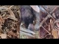 Rusty metal stucking and removal treatments for cow'shoof @HorseHoofTV 