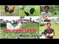 The arl gamefarm chicken talk story  arturo lopez