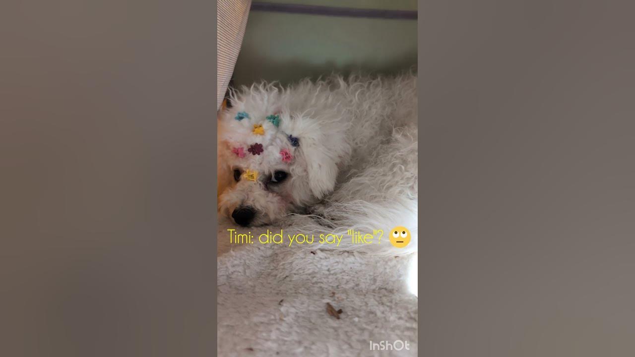 Puppy's new hairstyle pets cutedogs puppy dressup_games YouTube