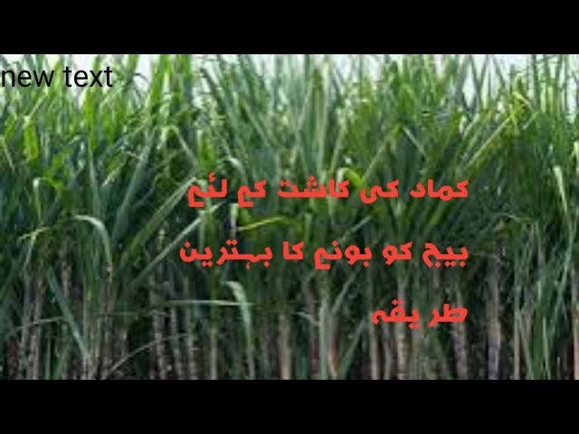 sugarcane Ki kasht K liay seed bonay ka behtreen traaka class=