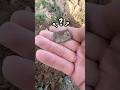 Что я нашёл ???#золото #metaldetecting #shortvideo #коп #поиск #metaldetector #клад #top #shorts