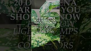 20 Dracaena Varieties You Should Know — From Low Light Champs to Rare Collectors