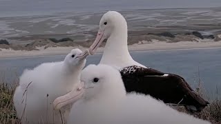Royal Albatross Arrives To Feed Chick At Top Flat Track Nest | DOC | Cornell Lab - May 14, 2024