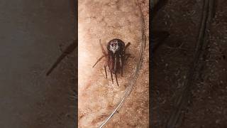 Noble False Widow (Steatoda nobilis) 💀