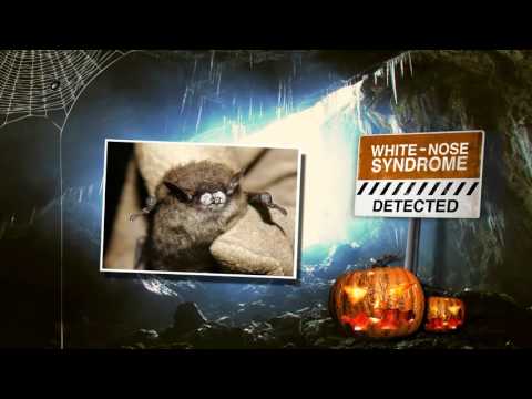 This Halloween, Help