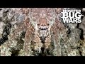 Grey Tree Runner Mantis Vs Lichen Huntsman Spider | MONSTER BUG WARS