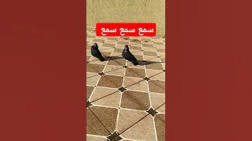 سمع سمع سمع صوت سيفيانوا الحقيقي اين هو Shorts 