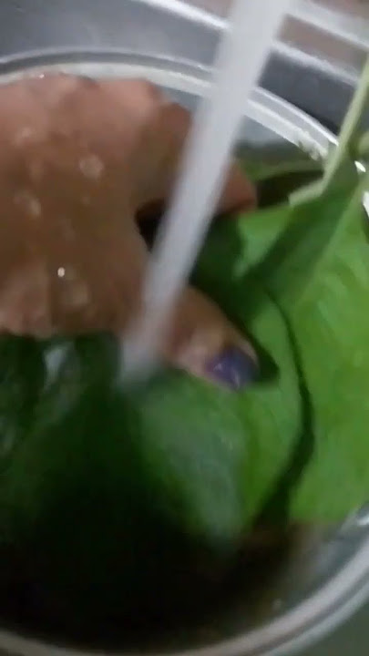 #shortvideo #viralvideo pinakuluangdahon ng sambong